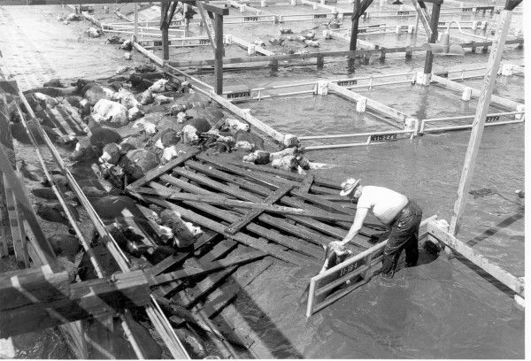 Stockyards flood 1953